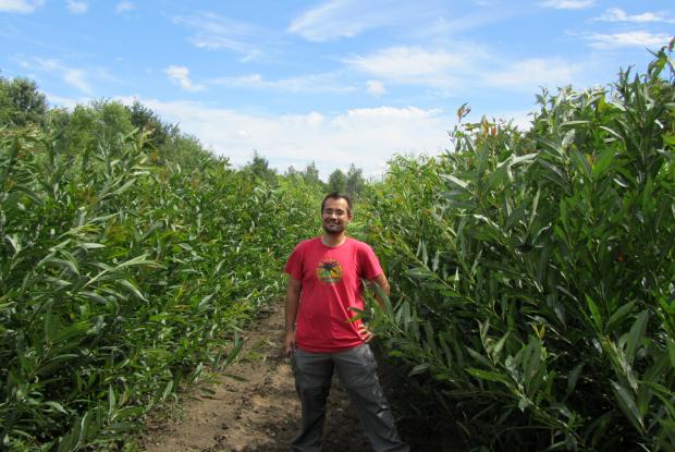 Plantation saule : Frédéric Pitre entouré d’une plantation de saules.