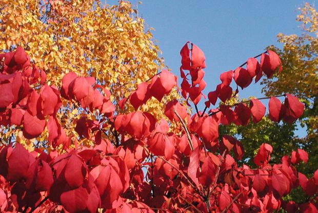 Euonymus alatus