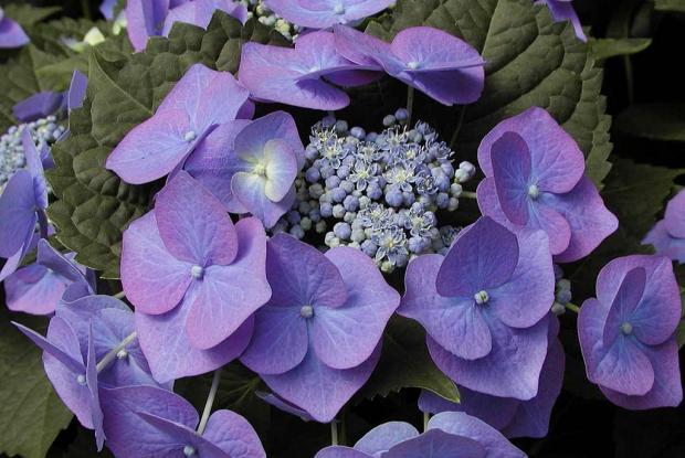 Hydrangea macrophylla 'Blaumeise'