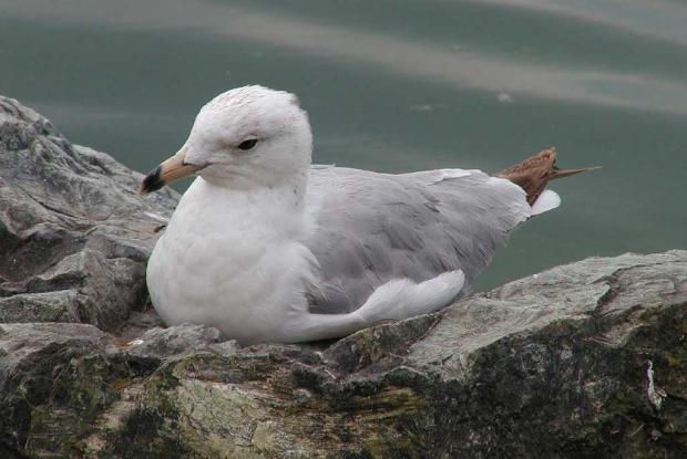 Larus delawarensis