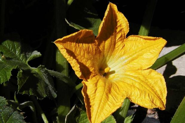 Cucurbita pepo 'Baby Bear'