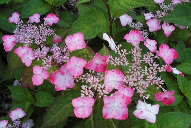  Hydrangea serrata 'Beni Gaku'