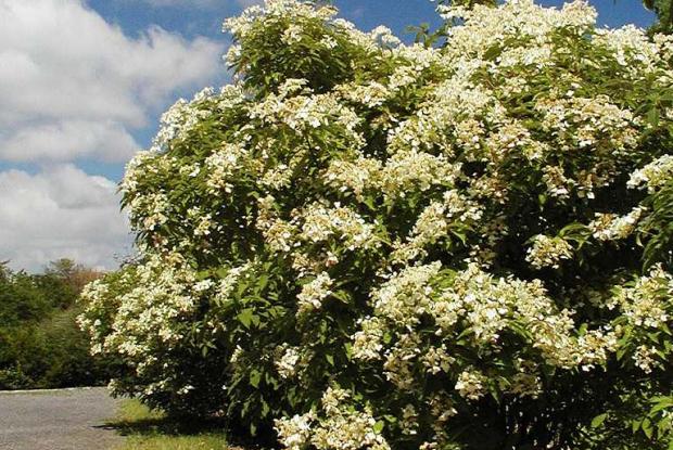 Shaggy hydrangea (Hydrangea heteromalla 'Bretschsneideri')