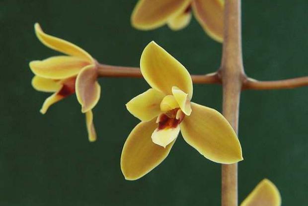 Orchidée Cymbidium madidum