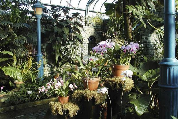 Serre des orchidées et aracées