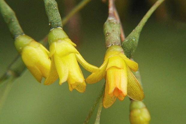 Cactus épiphyte Hatiora salicornioides