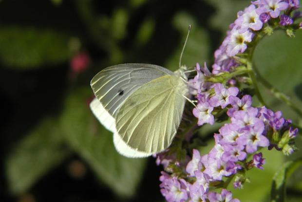 Pieris rapae