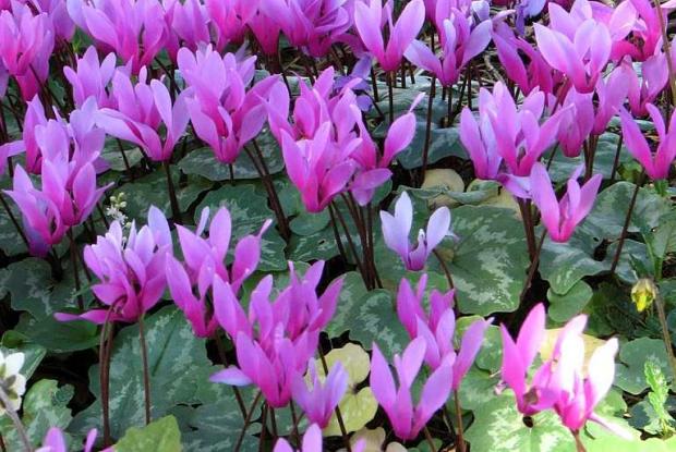 Cyclamen repandum