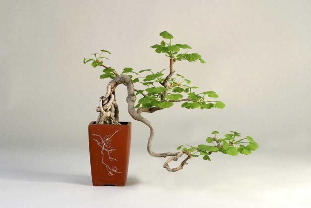 Ginkgo biloba