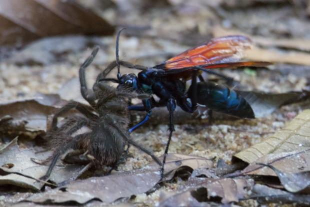 Une guêpe pond ses oeufs dans le corps d'une araignée.