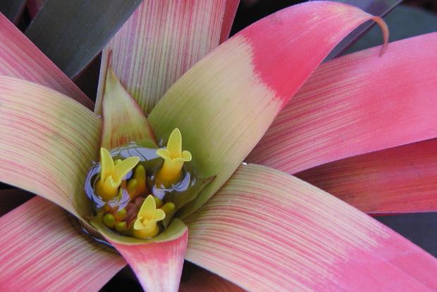Broméliacée Guzmania sanguinea var. sanguinea.