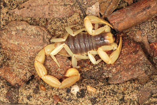 Hadrurus arizonensis, États-Unis.