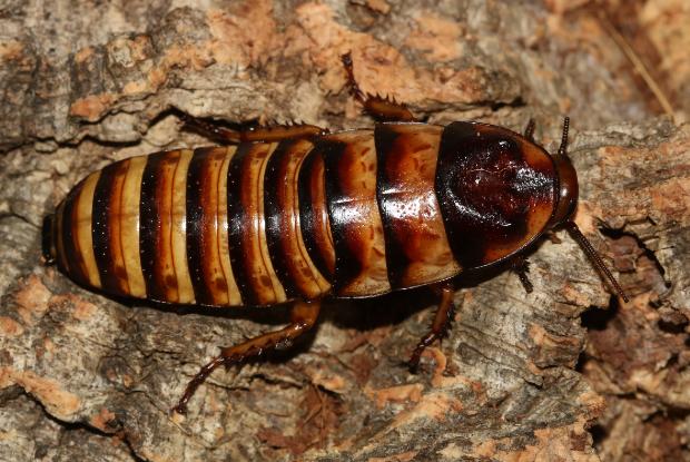Halloween hissing cockroach