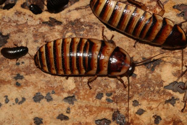 Halloween hissing cockroaches
