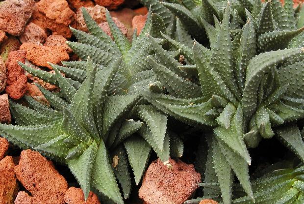 Haworthia scabra