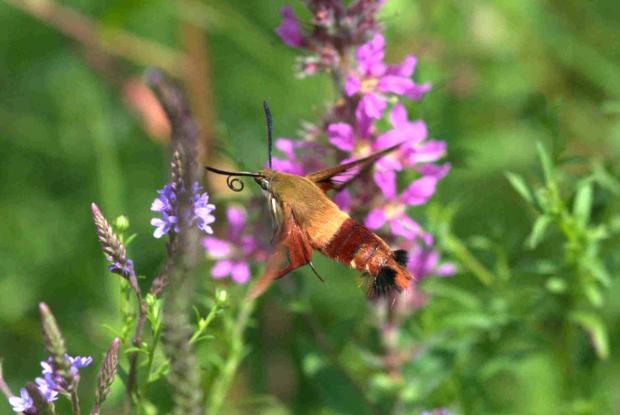 Hemaris thysbe.