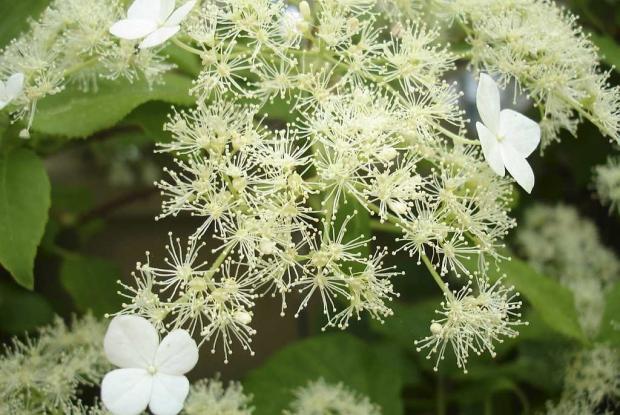 Hydrangea petiolaris