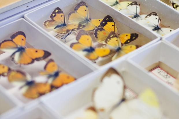 Butterfly identification