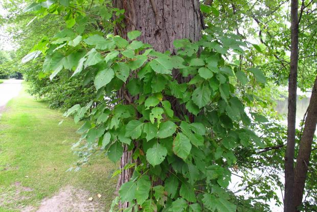Herbe à la puce (Toxicodendron radicans) - Forme grimpante