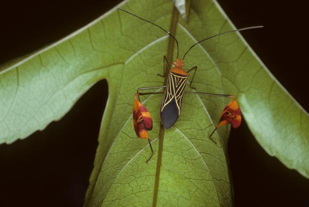Coreidae