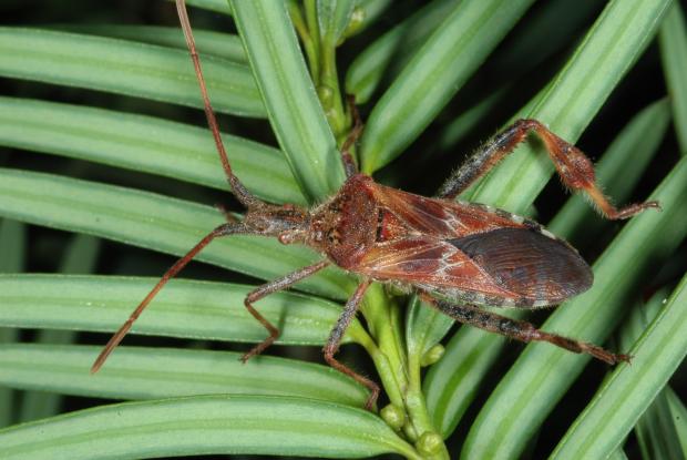 Coreidae