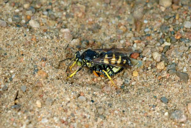 Bicyrtes quadrifasciatus