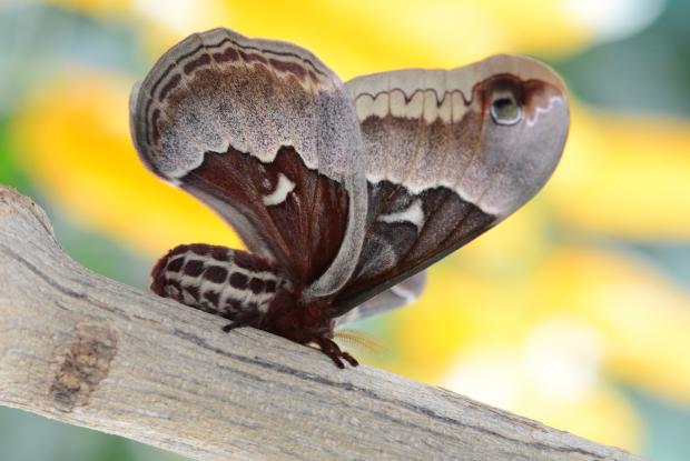 Callosamia promethea