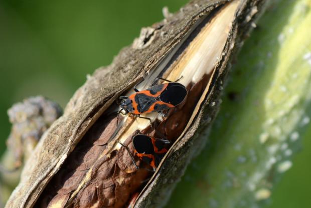 Small milkweed bug