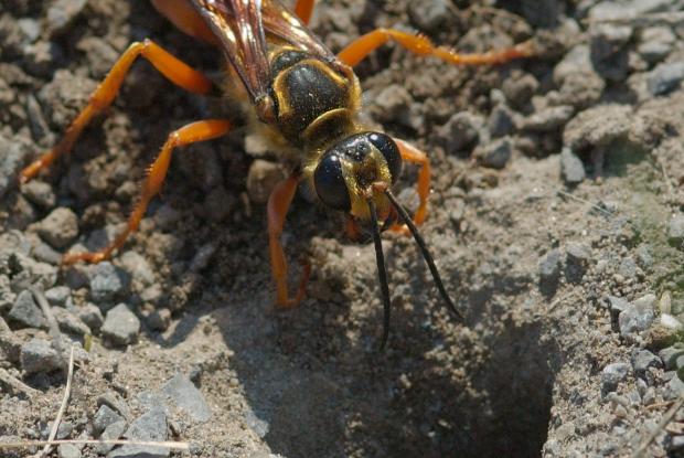  Sphex ichneumoneus  