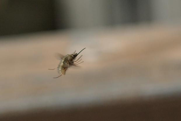 Bee flies