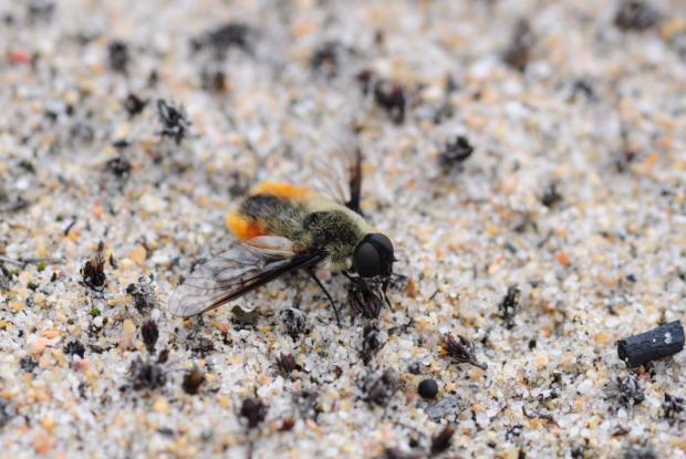 Bee flies