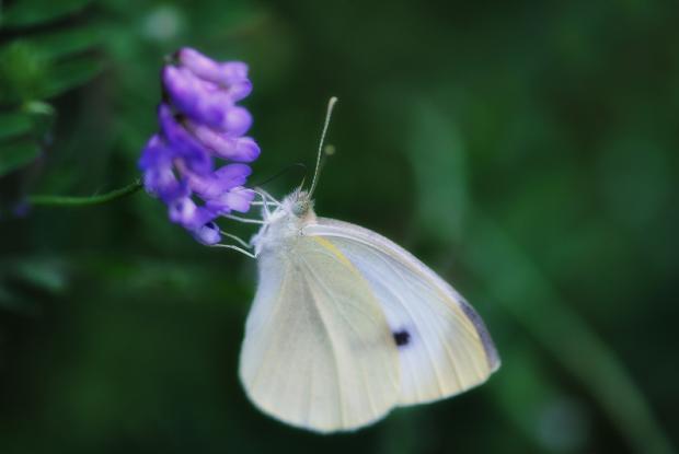 Pieris rapae