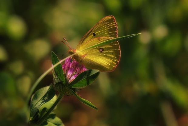 Colias philodice