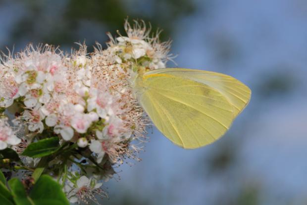 Pieris rapae