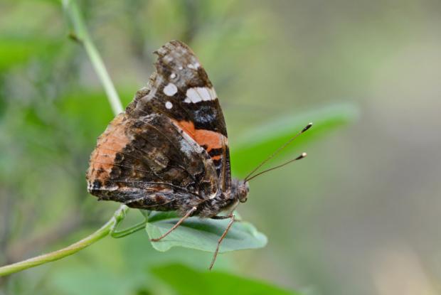 Vanessa atalanta