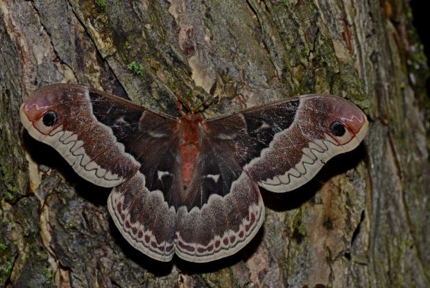 Callosamia promethea