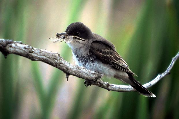 Un oiseau mange un insecte.