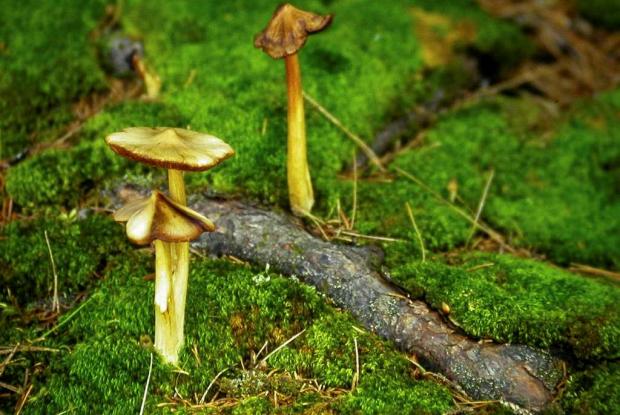 Champignon du Québec Champignon du Québec
