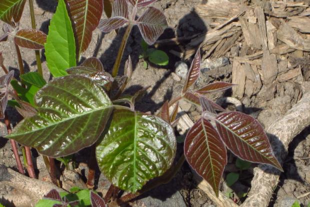 Herbe à la puce (Toxicodendron radicans)
