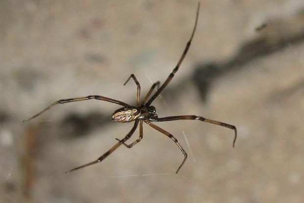 Latrodectus hesperus, femelle - Veuve noire de l'Ouest