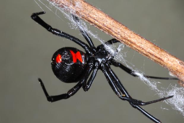 Latrodectus mactans
