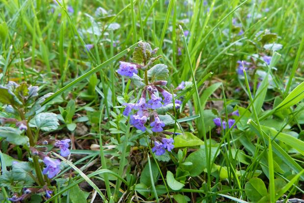 Ground-ivy in a lawn