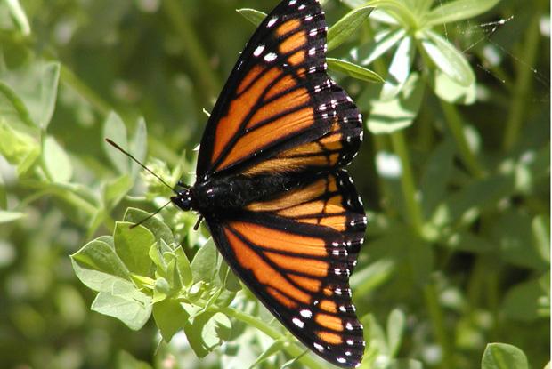Vice-roi Limenitis archippus, Québec, Canada.