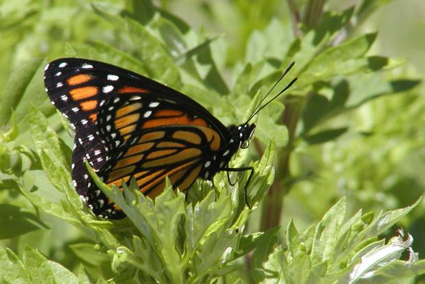 Vice-roi Limenitis archippus, Québec, Canada.