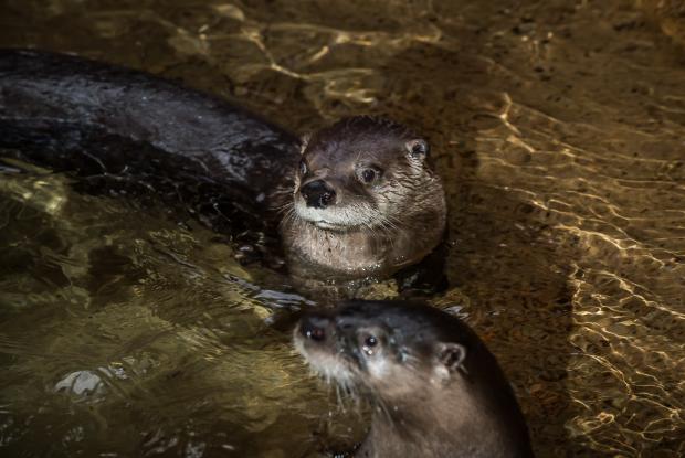 Loutres au Biodôme de Montréal