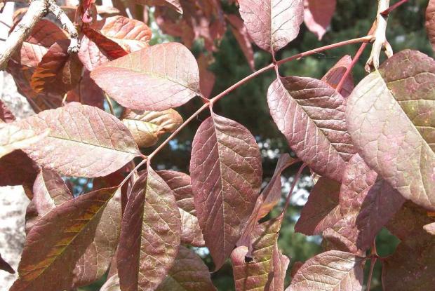 White ash Fraxinus americana