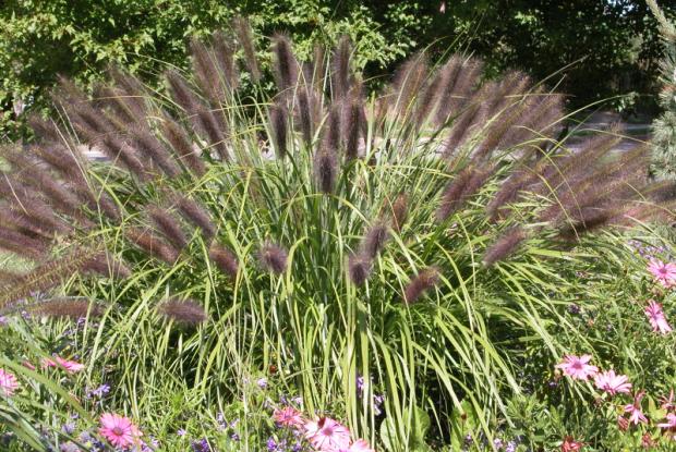 Plate-bande vivaces avec Pennisetum alopecuroides 'Red Head' au centre Plate-bande vivaces avec Pennisetum alopecuroides 'Red Head' au centre