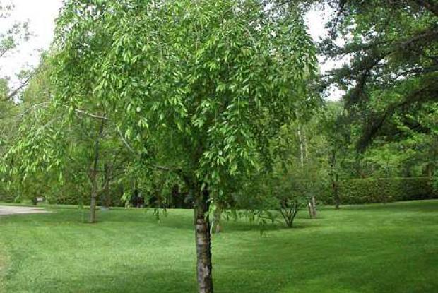 Cerisier du Japon Prunus subhirtella 'Pendula'