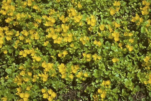 Lysimachia nummularia