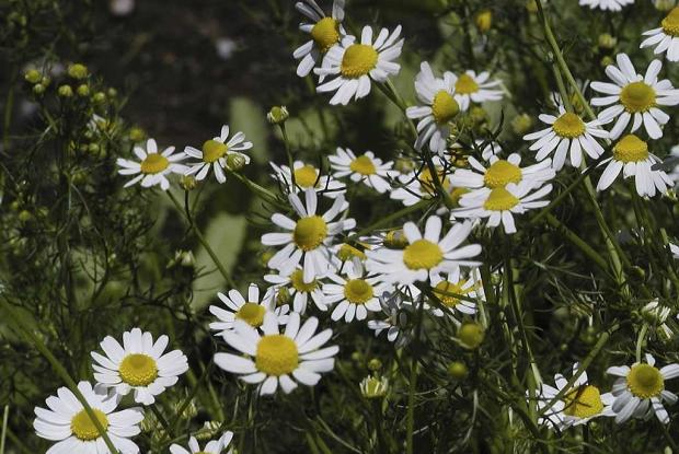 German chamomile Matricaria recutita
